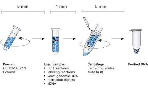 Nucleic Acid Purification And Fractionation Chroma Spin Columns